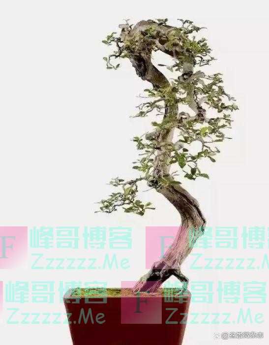 “狂草”般的盆景