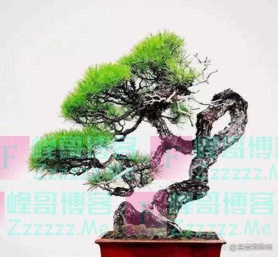 “狂草”般的盆景