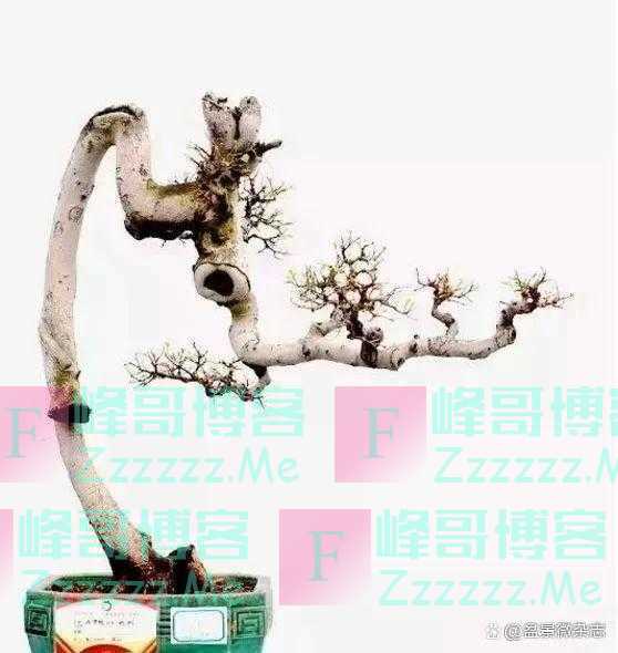“狂草”般的盆景