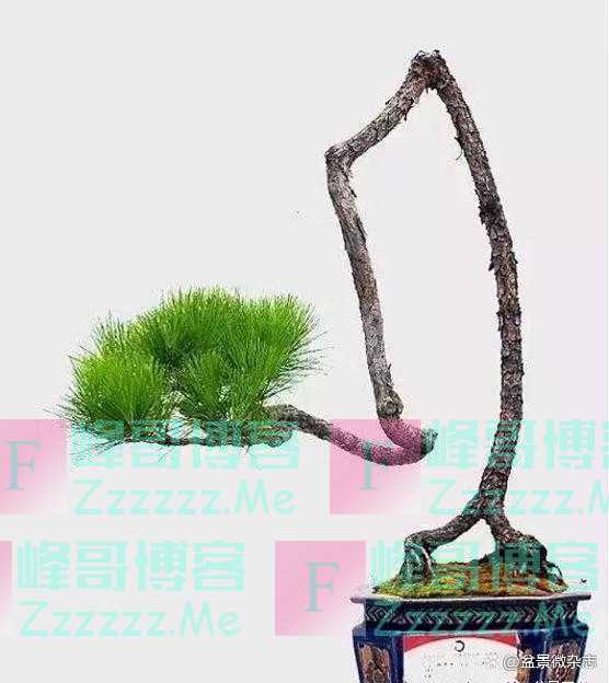 “狂草”般的盆景