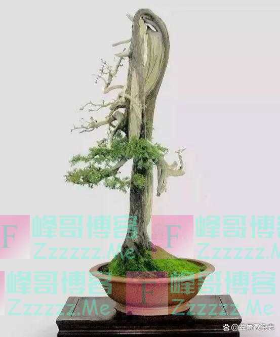 “狂草”般的盆景