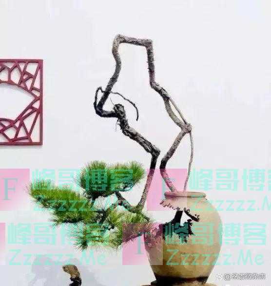 “狂草”般的盆景