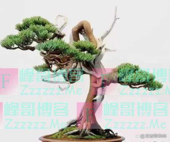 “狂草”般的盆景