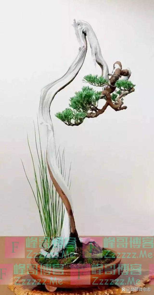 “狂草”般的盆景