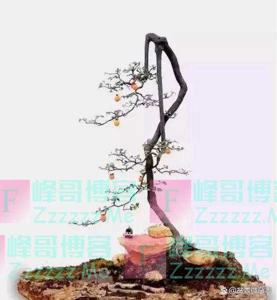 “狂草”般的盆景