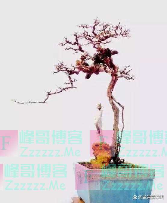 “狂草”般的盆景