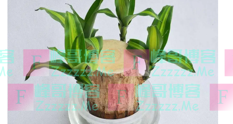 水培巴西木叶子发黄枯萎
