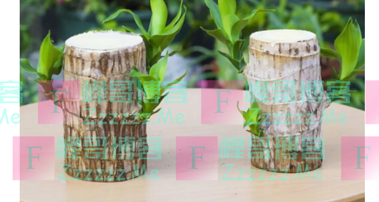 水培巴西木叶子发黄枯萎