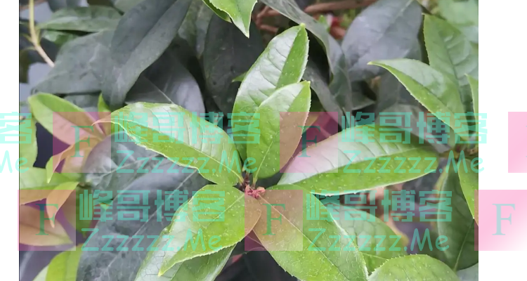 桂花新长的叶子卷曲怎么回事