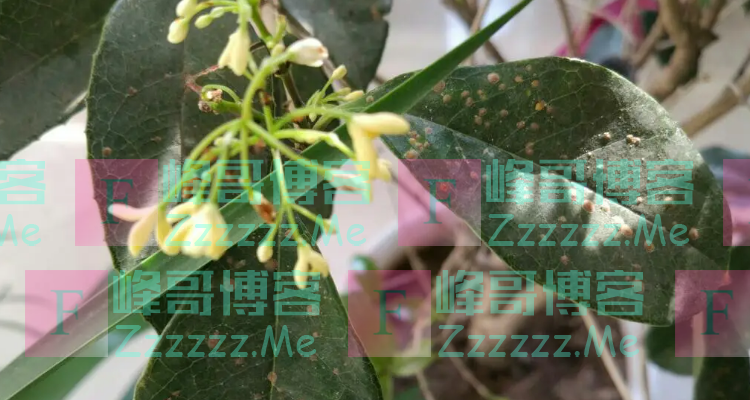 桂花新长的叶子卷曲怎么回事
