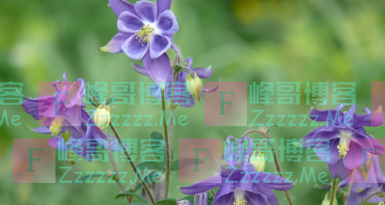 耧斗菜的播种时间和开花时间