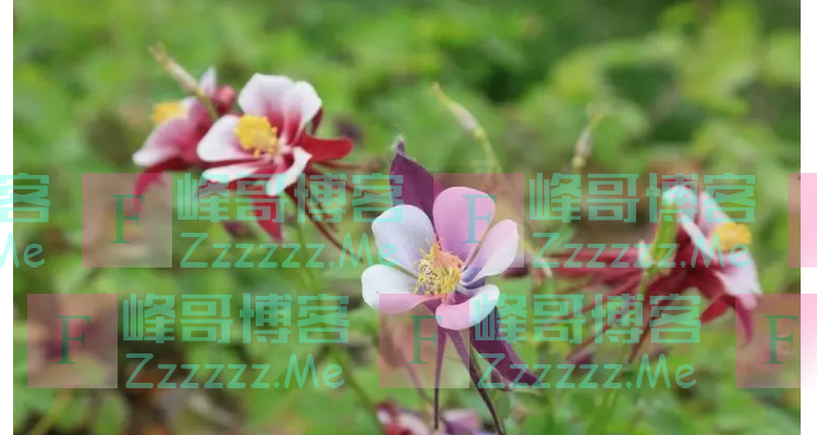 耧斗菜的播种时间和开花时间