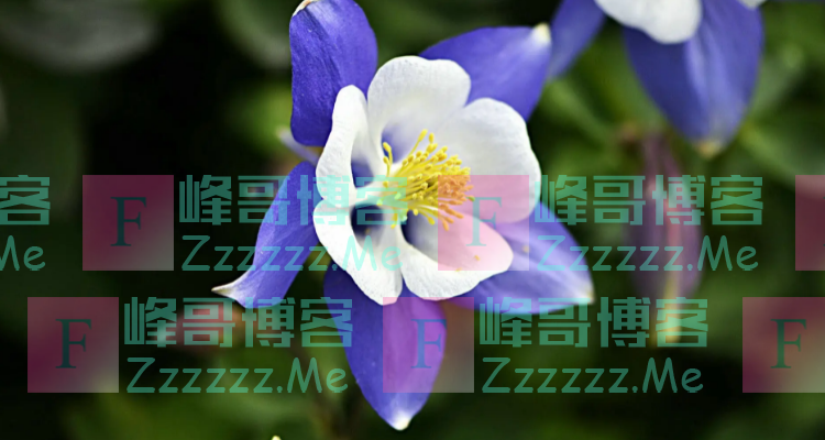 耧斗菜的播种时间和开花时间