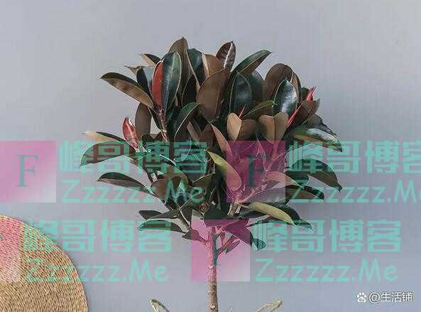 橡皮树怎么养才更旺盛？简单4招，轻松养成“大树”