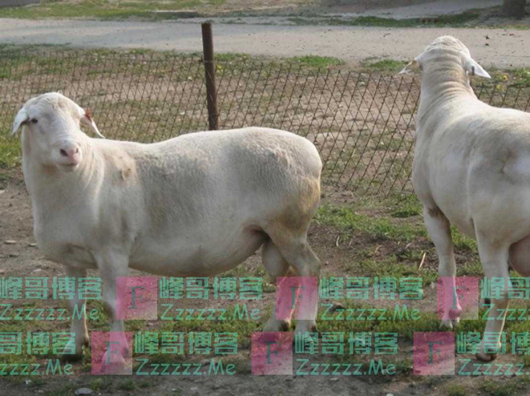 怀孕母羊喂养的时候要注意哪些方面的问题?怀孕母羊需要注意什么