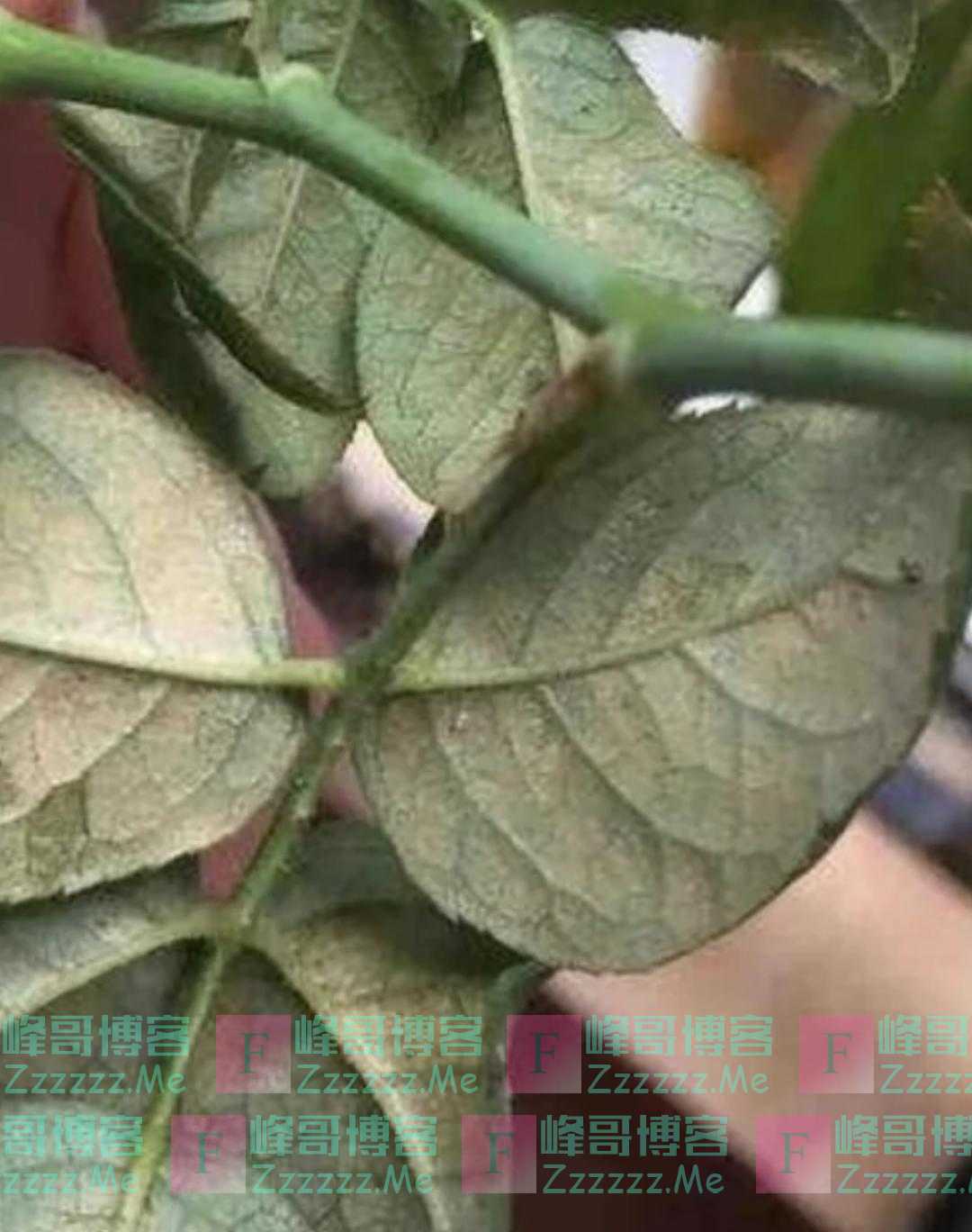 月季夏秋两虫害，不做防治难看花