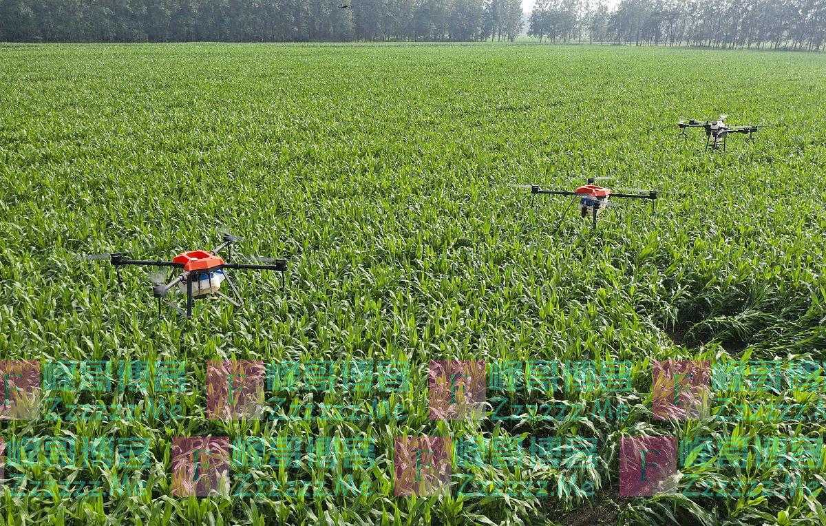 玉米化控后，还能追氮肥吗？应在哈时追肥