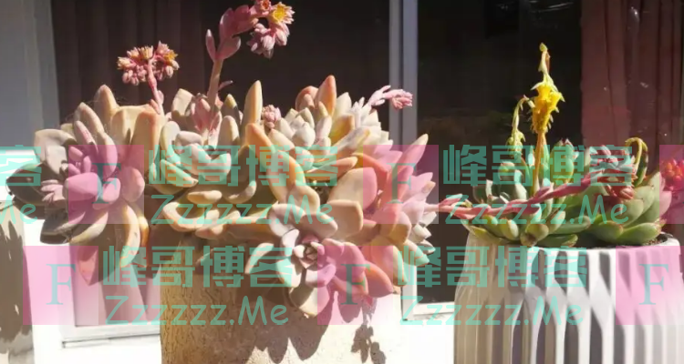 冬天入手的多肉要修根晾晒不