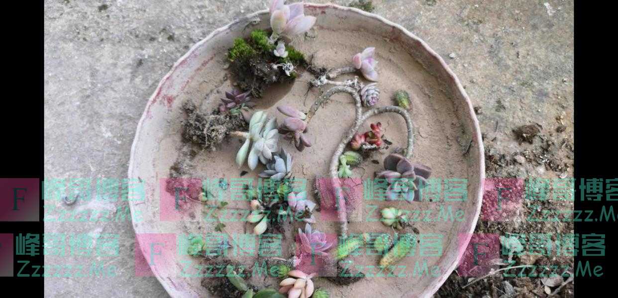 红酒盒子不要扔，种上多肉萌萌哒！