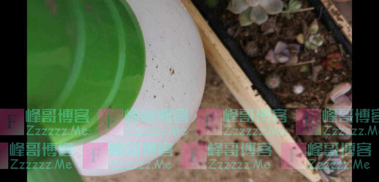 红酒盒子不要扔，种上多肉萌萌哒！