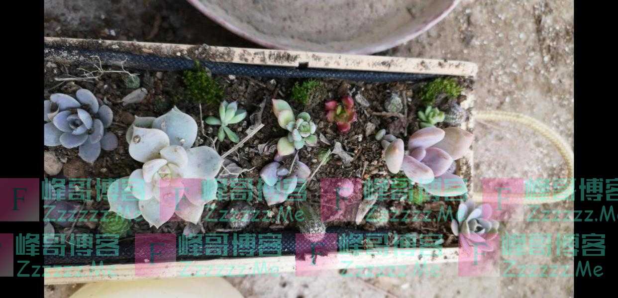 红酒盒子不要扔，种上多肉萌萌哒！