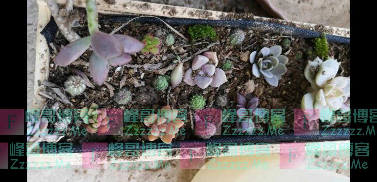 红酒盒子不要扔，种上多肉萌萌哒！