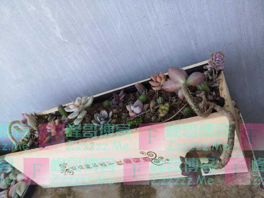 红酒盒子不要扔，种上多肉萌萌哒！