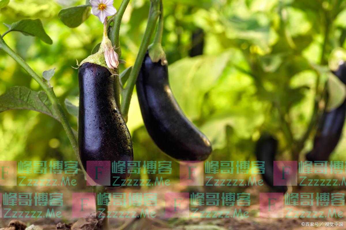 水溶肥，茄子常见病害的预防措施