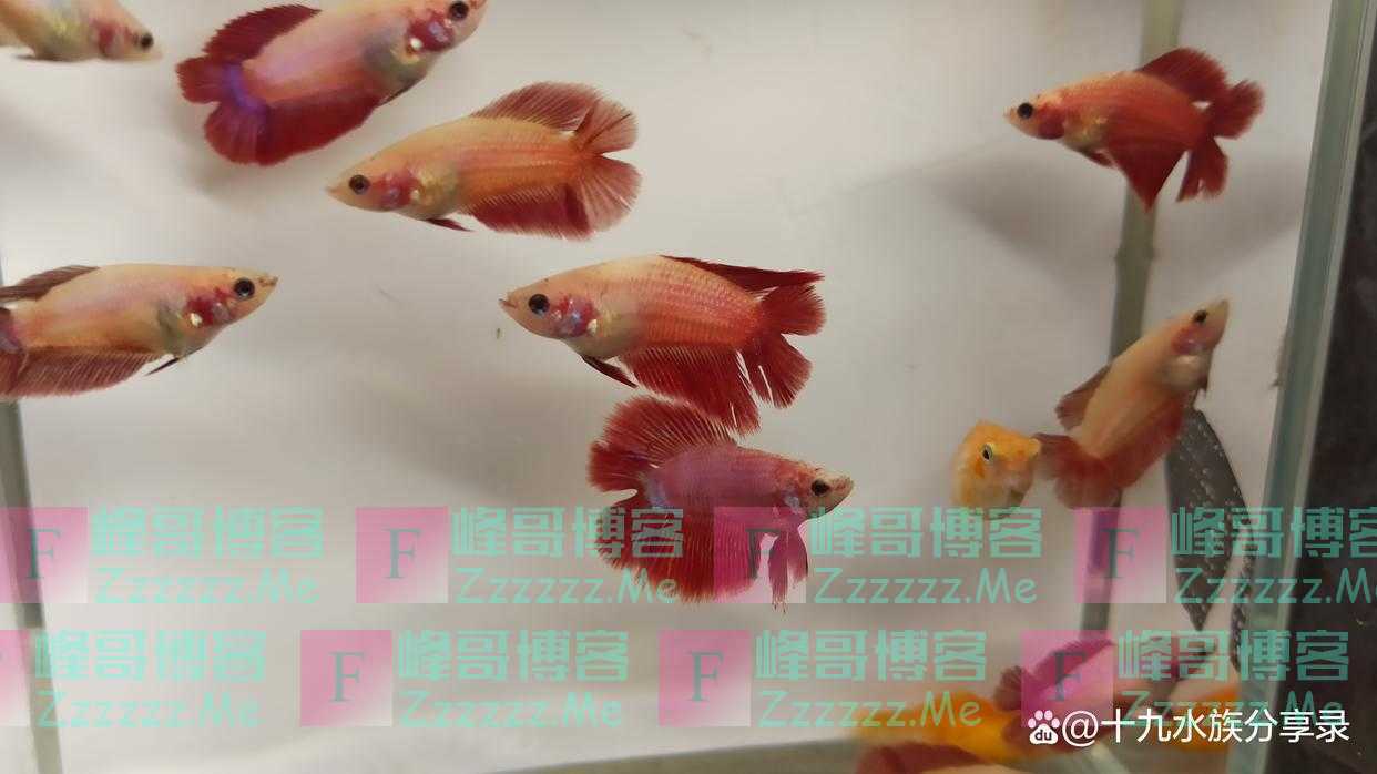 孔雀鱼可以和玛丽鱼，泰国斗鱼，红剑鱼一起混养