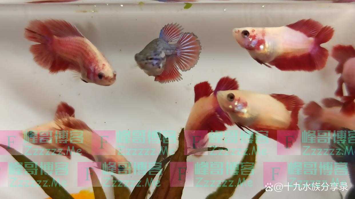 孔雀鱼可以和玛丽鱼，泰国斗鱼，红剑鱼一起混养