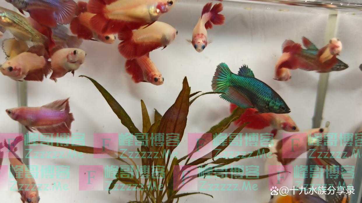 孔雀鱼可以和玛丽鱼，泰国斗鱼，红剑鱼一起混养