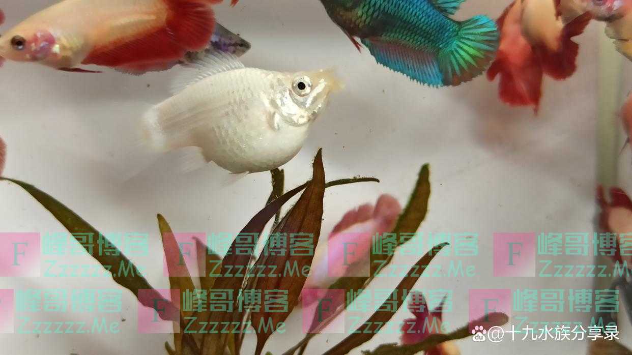 孔雀鱼可以和玛丽鱼，泰国斗鱼，红剑鱼一起混养