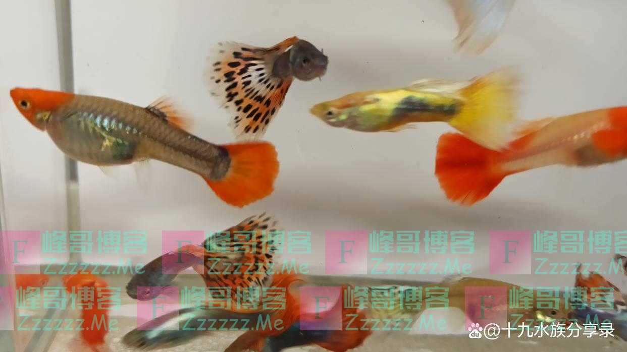 孔雀鱼可以和玛丽鱼，泰国斗鱼，红剑鱼一起混养