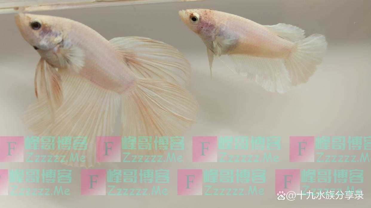 孔雀鱼可以和玛丽鱼，泰国斗鱼，红剑鱼一起混养