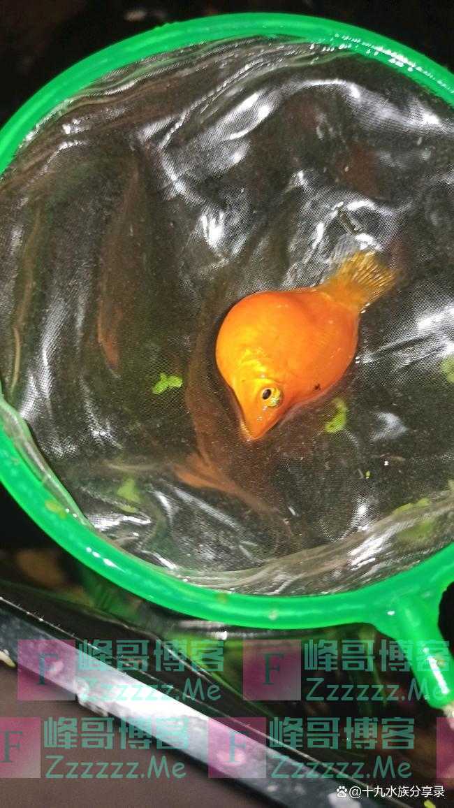 孔雀鱼可以和玛丽鱼，泰国斗鱼，红剑鱼一起混养