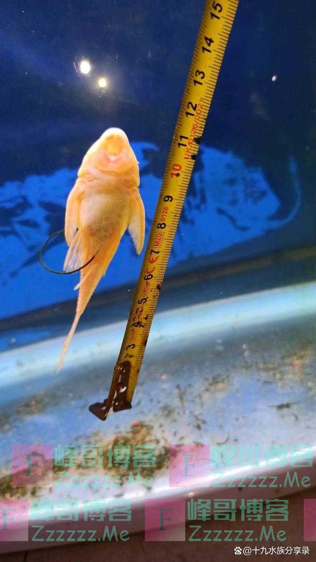 孔雀鱼可以和玛丽鱼，泰国斗鱼，红剑鱼一起混养