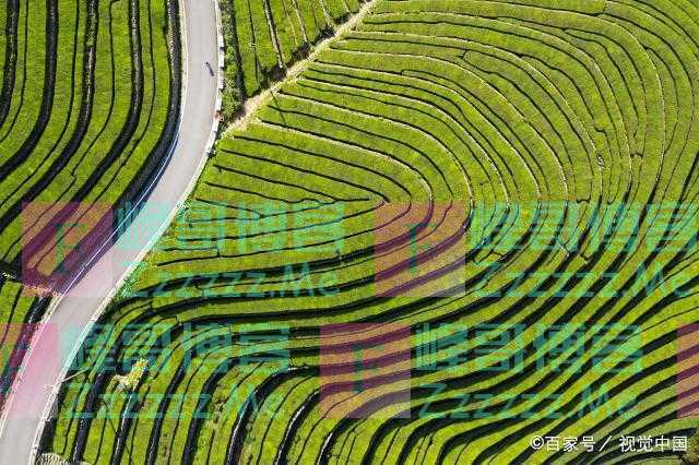 采用新型轮种模式，玉米获得丰收，用科学拓宽农民的致富路