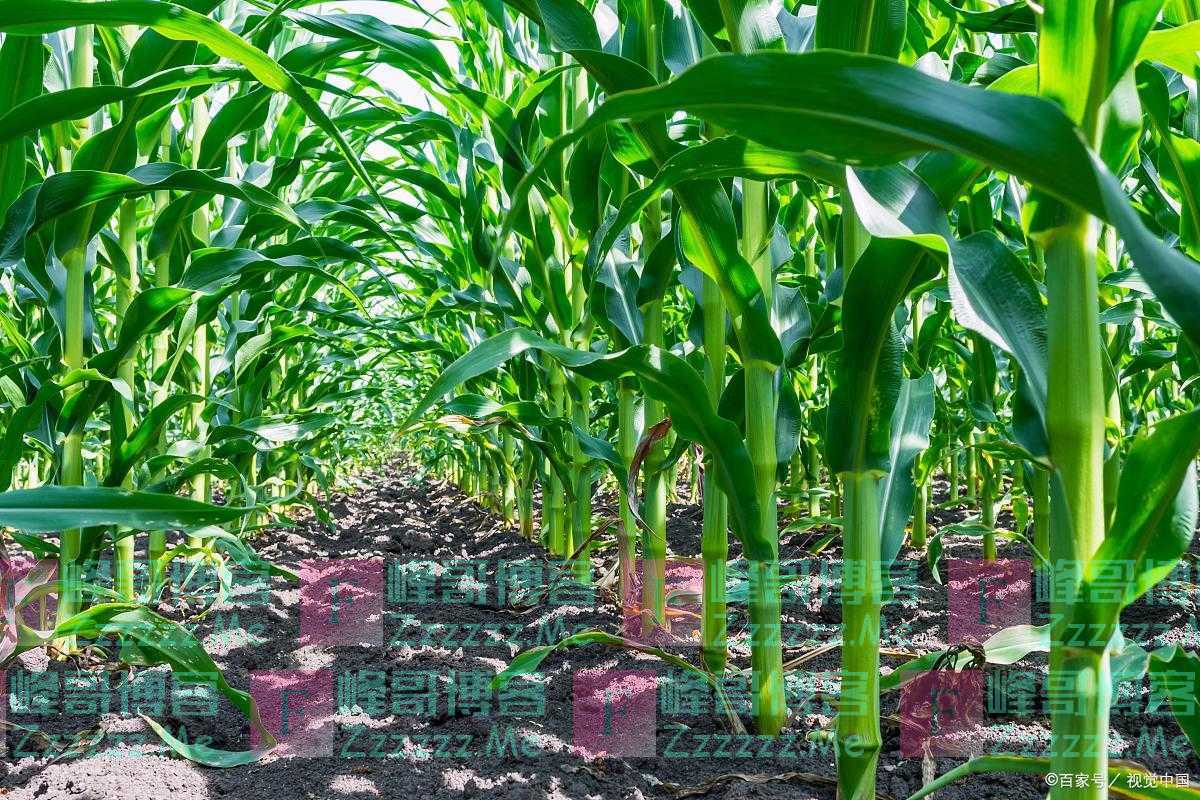 采用新型轮种模式，玉米获得丰收，用科学拓宽农民的致富路