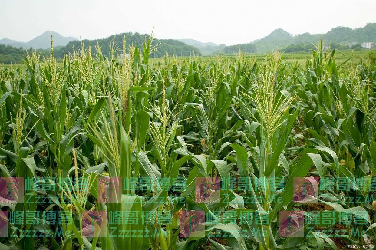 采用新型轮种模式，玉米获得丰收，用科学拓宽农民的致富路