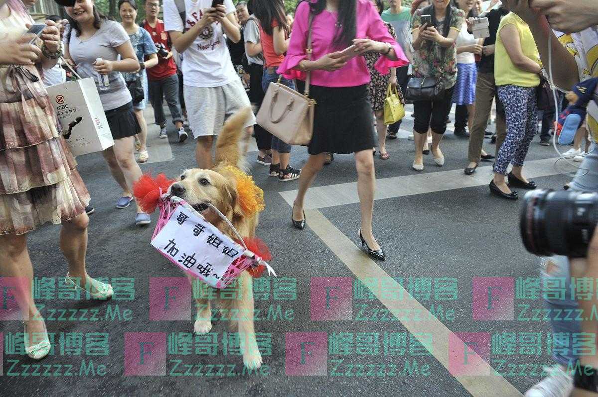 早九晚六的上班族,养什么狗比较省心有5种,看看有没有适合你的