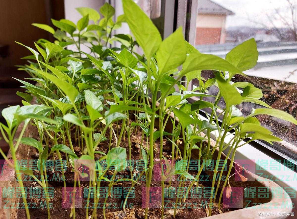 辣椒苗移栽后多长时间施肥一次，辣椒施肥有什么注意事项？