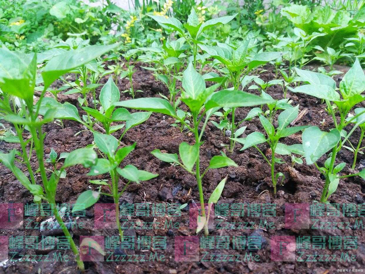 辣椒苗移栽后多长时间施肥一次，辣椒施肥有什么注意事项？