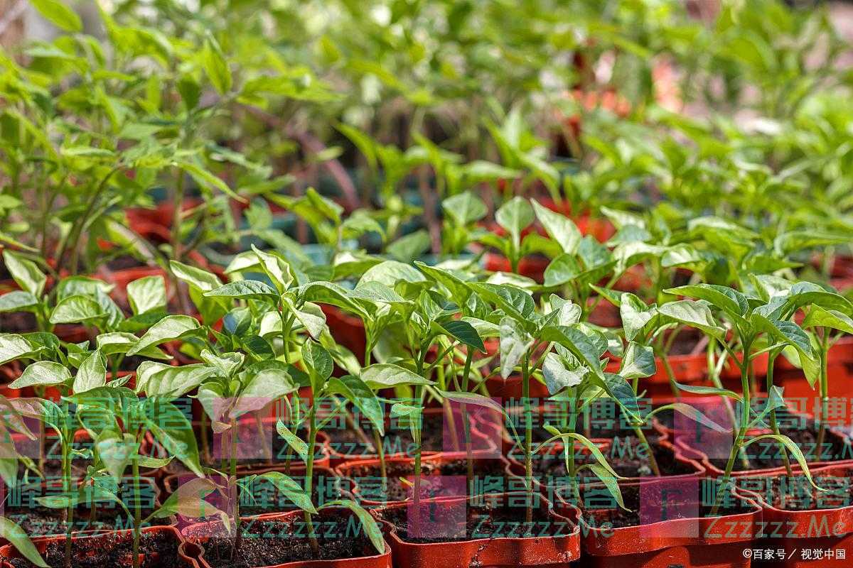 辣椒苗移栽后多长时间施肥一次，辣椒施肥有什么注意事项？