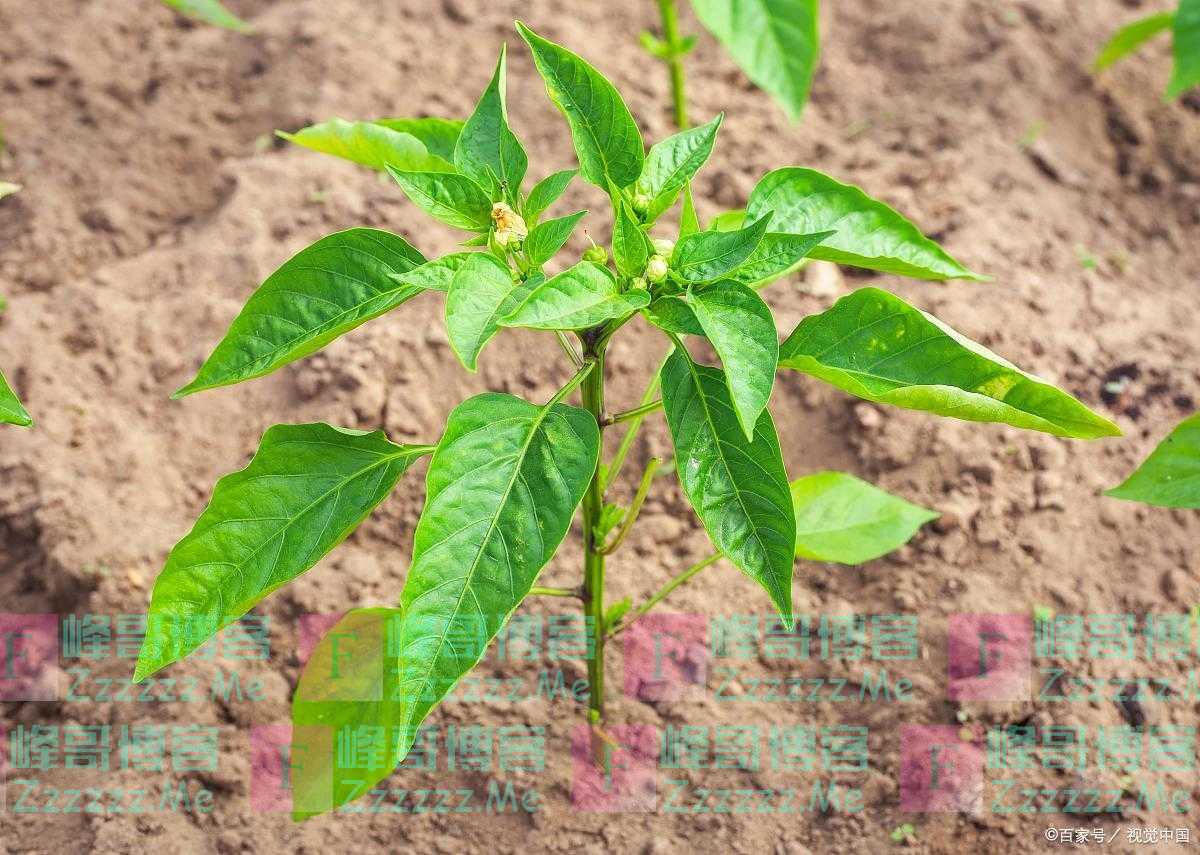 辣椒苗移栽后多长时间施肥一次，辣椒施肥有什么注意事项？