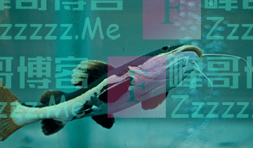 鲶鱼真的会吃人吗?不是有可能