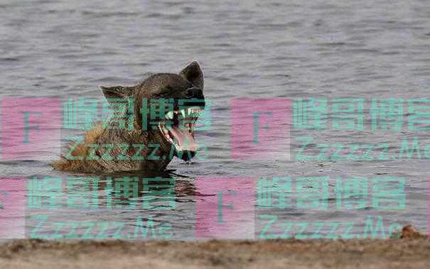 鲶鱼真的会吃人吗?不是有可能