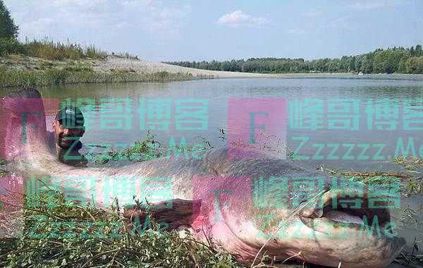 鲶鱼真的会吃人吗?不是有可能