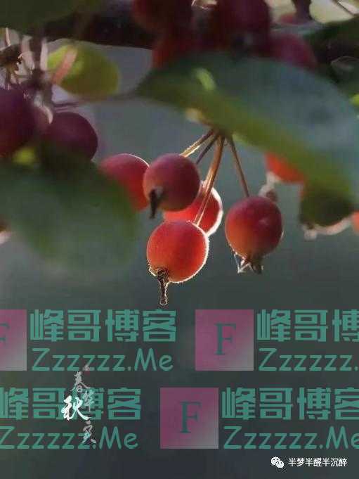 有一种美，是秋果之美