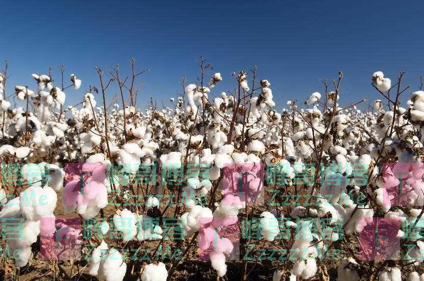 供销社“回归”意味着什么？