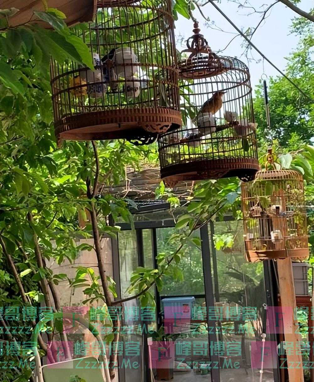 杨幂的“豪宅”火了,庭院种满花草,撸猫逗狗,真让人羡慕